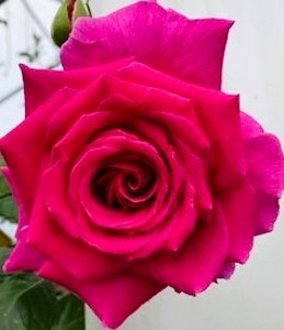 THE BIRTHDAY BOY (hybrid tea)